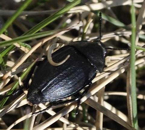 Silpha sp.
